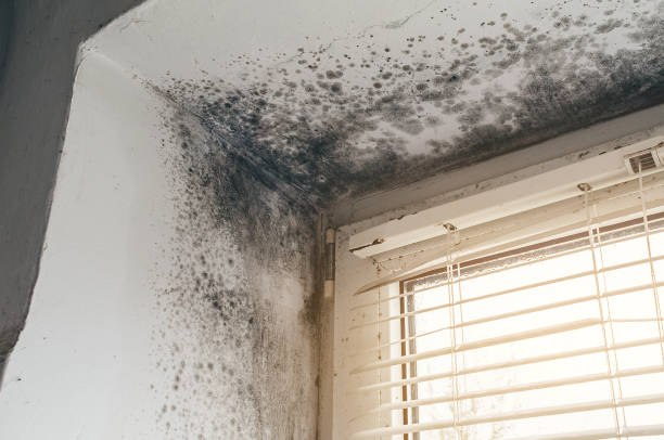 Mold Removal service in Machipongo